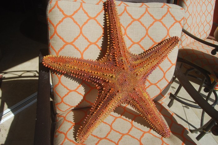 Wall starfish large decors decor beach